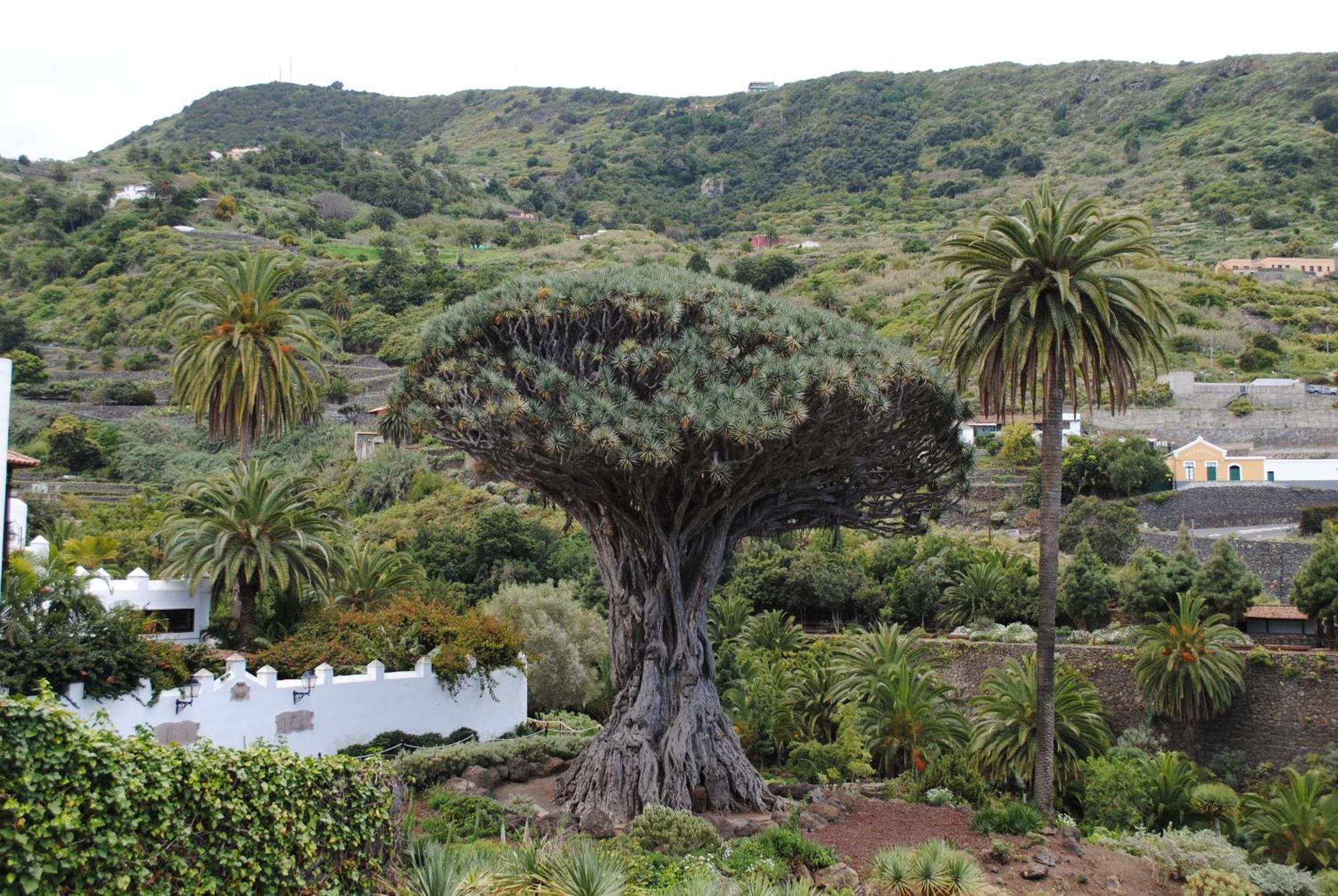 Finca Los Loros Icod De Los Vinos By Hrtenerife Net Санта-Крус-де-Тенерифе Экстерьер фото